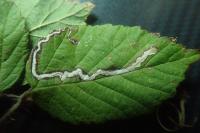 Stigmella aurella