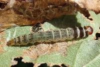 Dichomeris ustalella