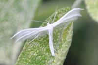 Pterophorus pentadactylus