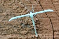 Emmelina monodactyla