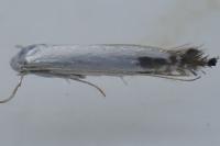 Lyonetia clerkella