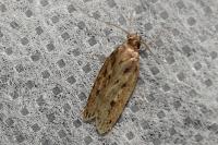 Hofmannophila pseudospretella
