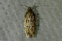 Hofmannophila pseudospretella