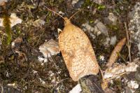 Acleris ferrugana/notana