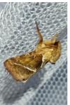 Triodia sylvina