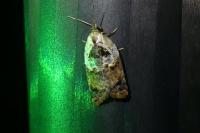 Acleris variegana