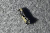 Monopis monachella