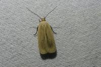 Agonopterix pallorella