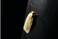 Agonopterix pallorella