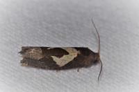 Epiblema foenella