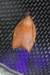 Carcina quercana