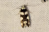 Pseudotelphusa tessella