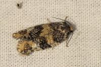 Ptycholomoides aeriferanus