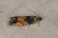 Epinotia nisella