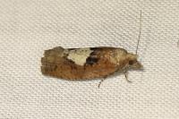 Epinotia brunnichana