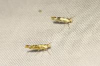 Argyresthia goedartella