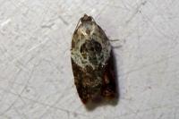 Acleris variegana