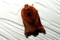 Archips podana