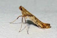 Caloptilia
