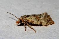 Neocochylis molliculana