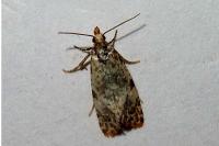 Neocochylis molliculana