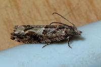 Crocidosema plebejana