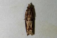 Crocidosema plebejana