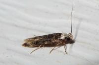 Endrosis sarcitrella