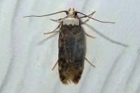 Endrosis sarcitrella