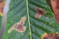 Cameraria ohridella