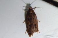 Hofmannophila pseudospretella