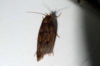 Hofmannophila pseudospretella