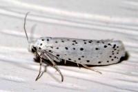 Yponomeuta