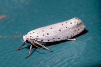 Yponomeuta