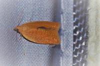 Clepsis consimilana