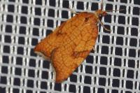 Acleris rhombana