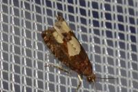 Epinotia trigonella