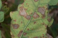 Tischeria ekebladella