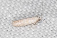 Dysspastus fallax