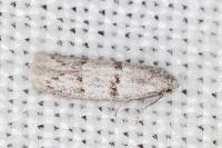 Symmocoides oxybiella