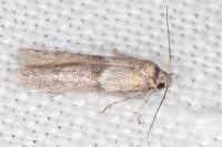 Blastobasis phycidella