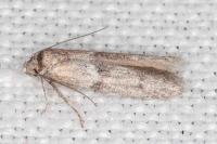 Blastobasis phycidella
