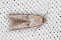 Blastobasis phycidella
