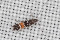 Cosmopterix