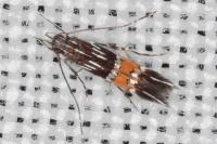 Cosmopterix
