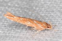 Pyroderces argyrogrammos