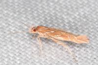 Pyroderces argyrogrammos