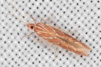 Pyroderces argyrogrammos