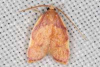 Carcina quercana