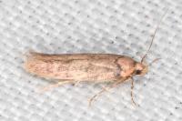 Bryotropha
